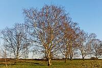Sand birch (Betula pendula), Egelsberg nature reserve, Krefeld, North Rhine-Westphalia, Germany [IBR124637630]