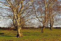 Sand birch (Betula pendula), Egelsberg nature reserve, Krefeld, North Rhine-Westphalia, Germany [IBR124637632]