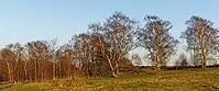 Sand birch (Betula pendula), Egelsberg nature reserve, Krefeld, North Rhine-Westphalia, Germany [IBR124637633]