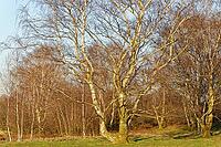 Sand birch (Betula pendula), Egelsberg nature reserve, Krefeld, North Rhine-Westphalia, Germany [IBR124637634]
