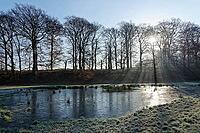 European beech (Fagus silvatica) reflected in a pond, grass with hoar frost, Egelsberg nature reserve, Krefeld, North Rhine-Westphalia, Germany [IBR124637635]