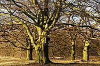 Old copper beeches (Fagus silvatica), Egelsberg nature reserve, Krefeld, North Rhine-Westphalia, Germany [IBR124637637]