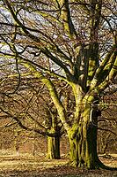 Old copper beeches (Fagus silvatica), Egelsberg nature reserve, Krefeld, North Rhine-Westphalia, Germany [IBR124637638]