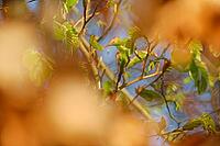 Freshly sprouting copper beech (Fagus silvatica), Kempen, North Rhine-Westphalia, Germany [IBR124637639]