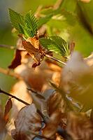 Freshly sprouting copper beech (Fagus silvatica), Kempen, North Rhine-Westphalia, Germany [IBR124637645]
