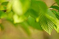 Fresh spring foliage of hornbeam (Carpinus betulus), Kempen, North Rhine-Westphalia, Germany [IBR124637647]