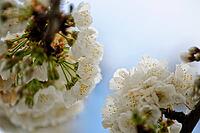 Apricot tree blossoms (Prunus armeniaca), Loureira, Leiria district, Centro region, Portugal [IBR124637649]