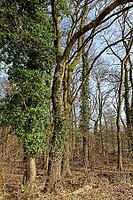 English oak (Quercus robur) overgrown with ivy (Hedera helix), Henoumontwald nature reserve, Krefeld, North Rhine-Westphalia, Germany [IBR124637653]