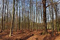 English oak (Quercus robur) in red beech forest (Fagus silvatica), Hülser Bruch, Krefeld, North Rhine-Westphalia, Germany [IBR124637658]