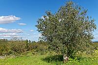 Olive tree (Olive europaea), Loureira, Leiria district, Centro region, Portugal [IBR124637659]