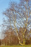 Sand birch (Betula pendula), Egelsberg nature reserve, Krefeld, North Rhine-Westphalia, Germany [IBR124637660]