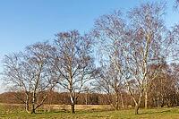 Sand birch (Betula pendula), Egelsberg nature reserve, Krefeld, North Rhine-Westphalia, Germany [IBR124637661]