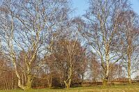 Sand birch (Betula pendula), Egelsberg nature reserve, Krefeld, North Rhine-Westphalia, Germany [IBR124637662]