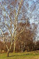 Sand birch (Betula pendula), Egelsberg nature reserve, Krefeld, North Rhine-Westphalia, Germany [IBR124637663]
