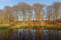 European beech (Fagus silvatica) reflected in a pond, Egelsberg nature reserve, Krefeld, North Rhine-Westphalia, Germany [IBR124637666]