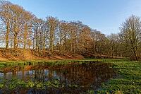 European beech (Fagus silvatica) reflected in a pond, Egelsberg nature reserve, Krefeld, North Rhine-Westphalia, Germany [IBR124637667]