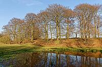 European beech (Fagus silvatica) reflected in a pond, Egelsberg nature reserve, Krefeld, North Rhine-Westphalia, Germany [IBR124637668]