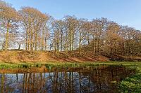 European beech (Fagus silvatica) reflected in a pond, Egelsberg nature reserve, Krefeld, North Rhine-Westphalia, Germany [IBR124637671]