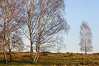 Sand birch (Betula pendula), Egelsberg nature reserve, Krefeld, North Rhine-Westphalia, Germany [IBR124637672]