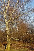 Sand birch (Betula pendula), Egelsberg nature reserve, Krefeld, North Rhine-Westphalia, Germany [IBR124637673]