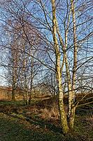 Sand birch (Betula pendula), Egelsberg nature reserve, Krefeld, North Rhine-Westphalia, Germany [IBR124637674]