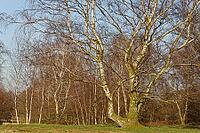 Sand birch (Betula pendula), Egelsberg nature reserve, Krefeld, North Rhine-Westphalia, Germany [IBR124637675]