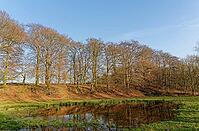 European beech (Fagus silvatica) reflected in a pond, Egelsberg nature reserve, Krefeld, North Rhine-Westphalia, Germany [IBR124637678]