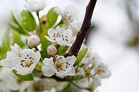 Apricot tree blossoms (Prunus armeniaca), Loureira, Leiria district, Centro region, Portugal [IBR124637679]