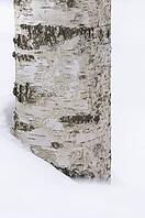 Sand birch (Betula pendula) in the snow, reserve area of the Bavarian Forest National Park, Altschönau, Bavaria, Germany [IBR124637681]