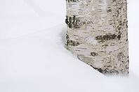 Sand birch (Betula pendula) in the snow, reserve area of the Bavarian Forest National Park, Altschönau, Bavaria, Germany [IBR124637683]