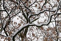 Snow lies on the branches of the English oak (Quercus robur), Meerbusch-Nierst, North Rhine-Westphalia, Germany [IBR124637684]
