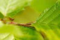 Fresh foliage of hornbeam (Carpinus betulus), Kempen, North Rhine-Westphalia, Germany [IBR124637687]
