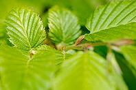 Fresh foliage of hornbeam (Carpinus betulus), Kempen, North Rhine-Westphalia, Germany [IBR124637688]