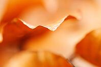 Close-up of autumn leaves of copper beech (Fagus silvatica), Kempen, North Rhine-Westphalia, Germany [IBR124637689]