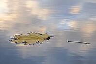 Leaf of sycamore maple (Acer pseudoplatanus) on the water in autumn, lake on the Rhine, Meerbusch-Nierst, North Rhine-Westphalia, Germany [IBR124637690]