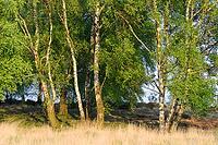 Sand birch (Betula pendula) with fresh spring foliage, Egelsberg nature reserve, Krefeld, North Rhine-Westphalia, Germany [IBR124637691]