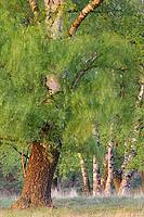 Sand birch (Betula pendula) with fresh spring foliage, Egelsberg nature reserve, Krefeld, North Rhine-Westphalia, Germany [IBR124637692]