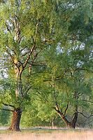 Sand birch (Betula pendula) with fresh spring foliage, Egelsberg nature reserve, Krefeld, North Rhine-Westphalia, Germany [IBR124637693]