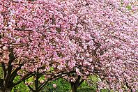 Japanese flowering cherry (Prunus serrulata) in full bloom, Meerbusch-Nierst, North Rhine-Westphalia, Germany [IBR124637694]