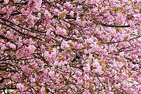 Japanese flowering cherry (Prunus serrulata) in full bloom, Meerbusch-Nierst, North Rhine-Westphalia, Germany [IBR124637695]