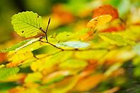 Autumn foliage of copper beech (Fagus silvatica), Hülserbruch, Krefeld, North Rhine-Westphalia, Germany [IBR124637697]