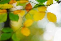 Autumn foliage of copper beech (Fagus silvatica), blurred, Hülserbruch, Krefeld, North Rhine-Westphalia, Germany [IBR124637699]