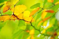 Autumn foliage of copper beech (Fagus silvatica), blurred, Hülserbruch, Krefeld, North Rhine-Westphalia, Germany [IBR124637700]
