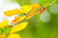 Autumn foliage of copper beech (Fagus silvatica), blurred, Hülserbruch, Krefeld, North Rhine-Westphalia, Germany [IBR124637701]
