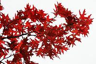 Autumn foliage of red oak (Quercus rubra), Düsseldorf, North Rhine-Westphalia, Germany [IBR124637702]