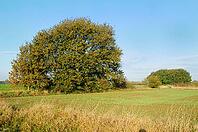 English oak (Quercus robur) in the field, Krefeld-Oppum, Krefeld, North Rhine-Westphalia, Germany [IBR124637704]
