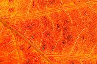Leaf of the red oak (Quercus rubra) in autumn, Hülserbruch, Krefeld, North Rhine-Westphalia, Germany [IBR124637706]