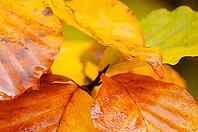 Autumn foliage of copper beech (Fagus silvatica), Hülserbruch, Krefeld, North Rhine-Westphalia, Germany [IBR124637707]