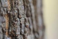 Bark of a red oak (Quercus rubra), Hülserbruch, Krefeld, North Rhine-Westphalia, Germany [IBR124637708]