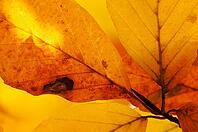 Autumn foliage of copper beech (Fagus silvatica), Hülserbruch, Krefeld, North Rhine-Westphalia, Germany [IBR124637709]